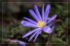 blaue Anemonenbl�te...