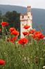 wilder Mohn am M�useturm