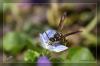 zierliche Feldwespe auf Veronica-Bl�te