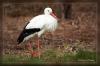 Wei�storch (2)