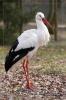 Wei�storch